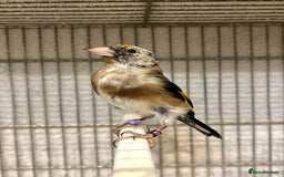 Finches birds for sale: Juvenile goldfinches ! Males and females bbc rung! - Image 4
