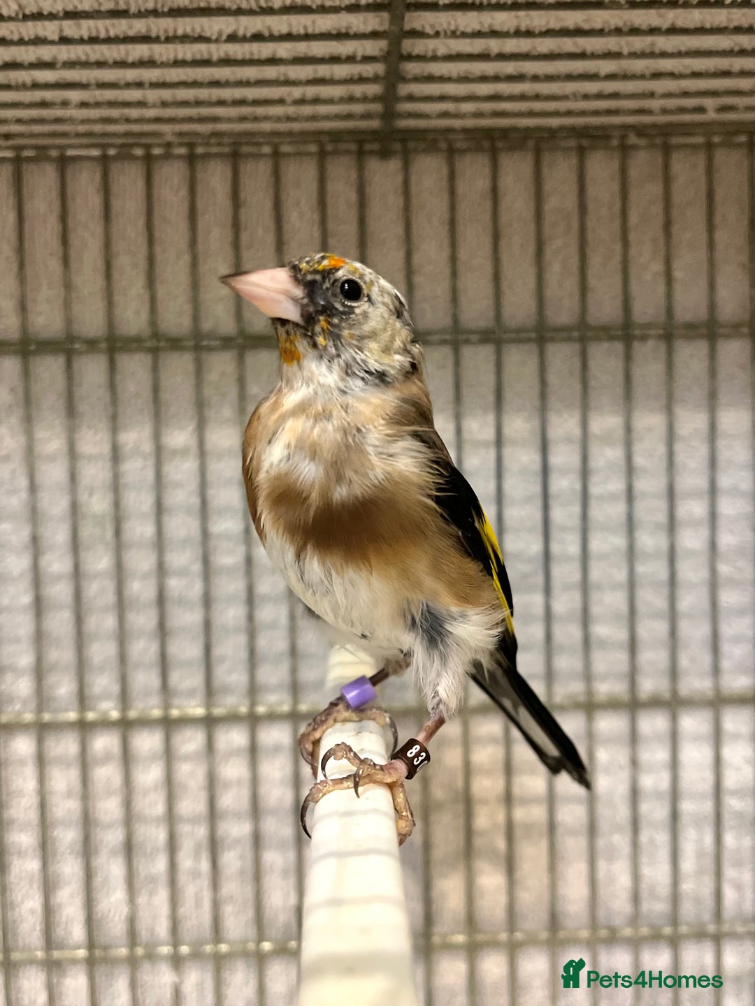 Finches birds for sale: Juvenile goldfinches ! Males and females bbc rung! - Image 4