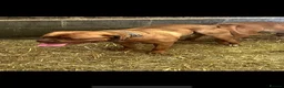 Dogue De Bordeaux dogs for stud: Hugo  - Advert 3