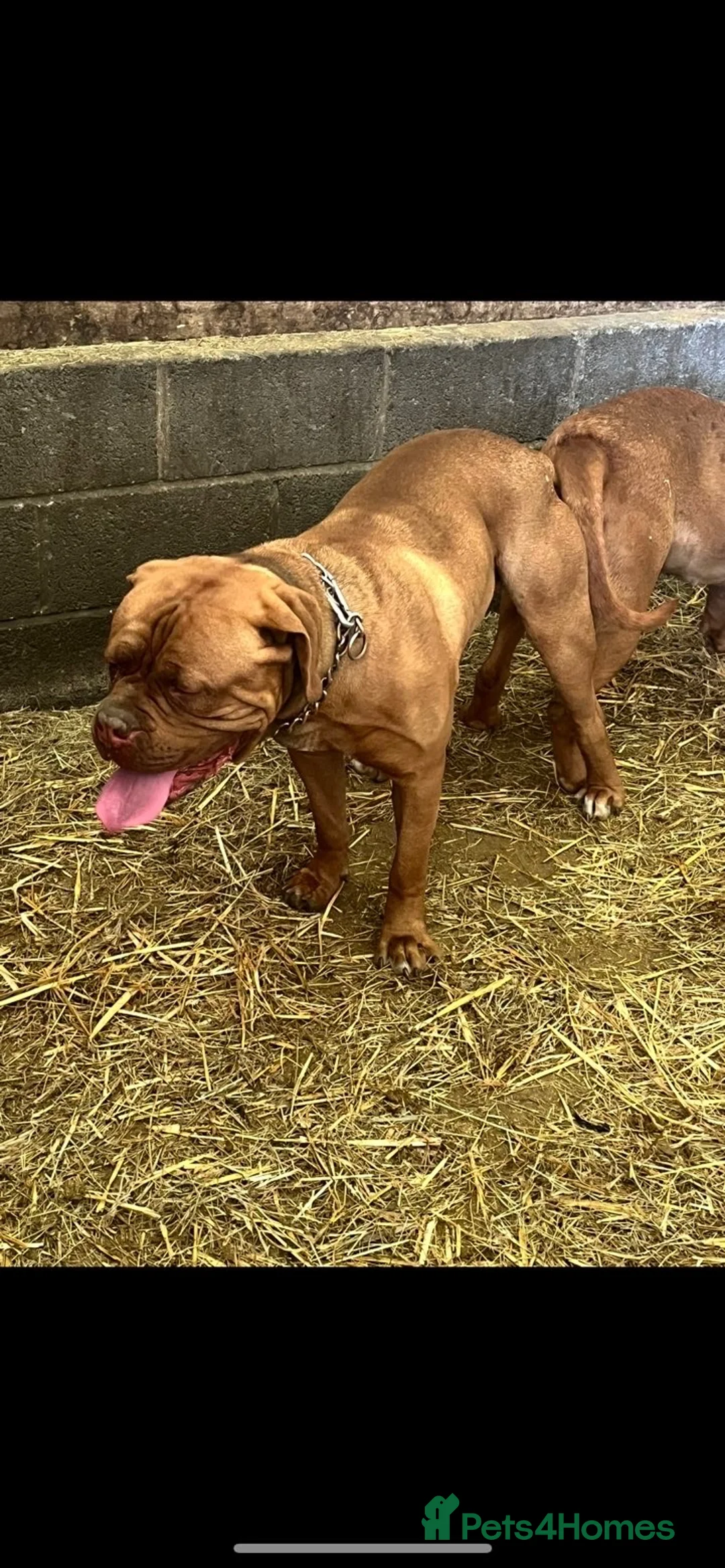 Dogue De Bordeaux dogs for stud: Hugo  - Advert 3