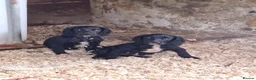 Sprocker dogs for sale: Sprocker Boy - Advert 11