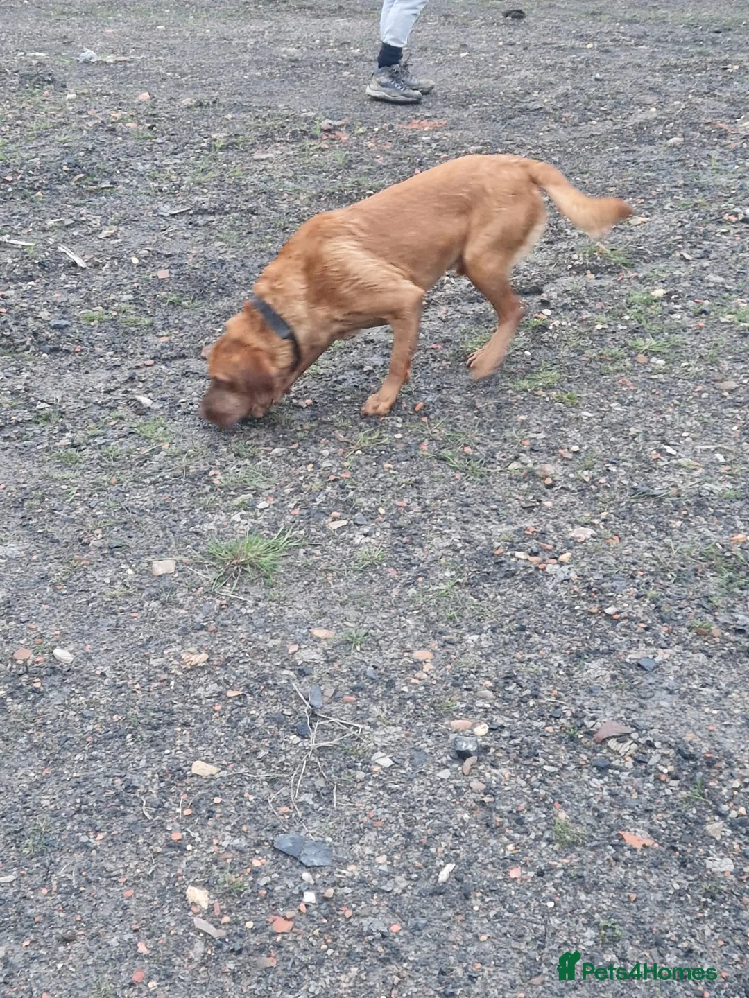 Labrador Retriever dogs for sale: Red Fox Labrador 5 years old - Advert 5