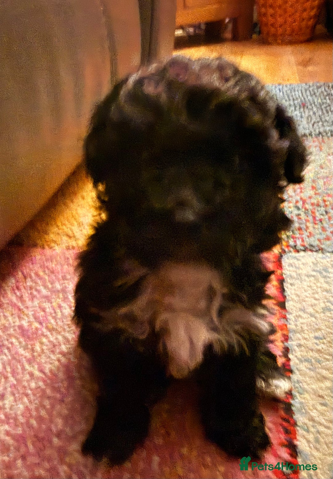 Shihpoo dogs for sale: Shihpoo - Advert 5