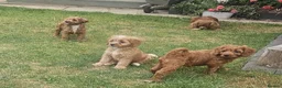 Cavapoo dogs for sale: F1 Cavapoo Puppies for sale  - Advert 12
