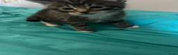Mixed Breed cats for sale: 4 kittens  - Advert 11