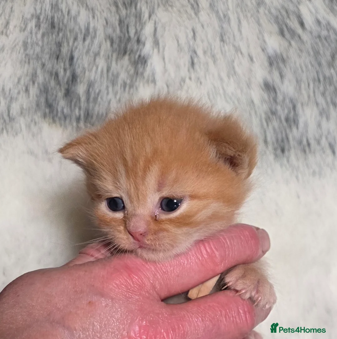 British Longhair cats for sale: Golden British Longhaired kittens  - Advert 33
