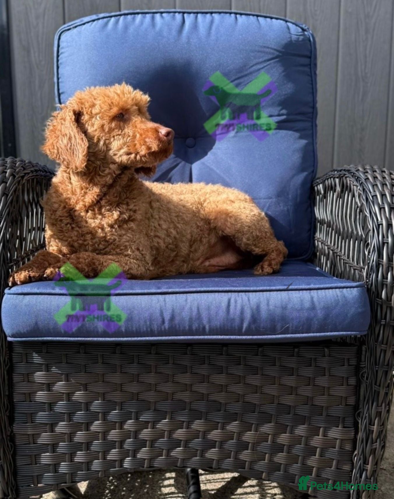 Miniature Poodle dogs Adult mini poodle soft and true gent poodle - Advert 2