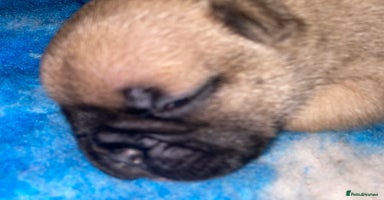 French Bulldog dogs - Advert 4