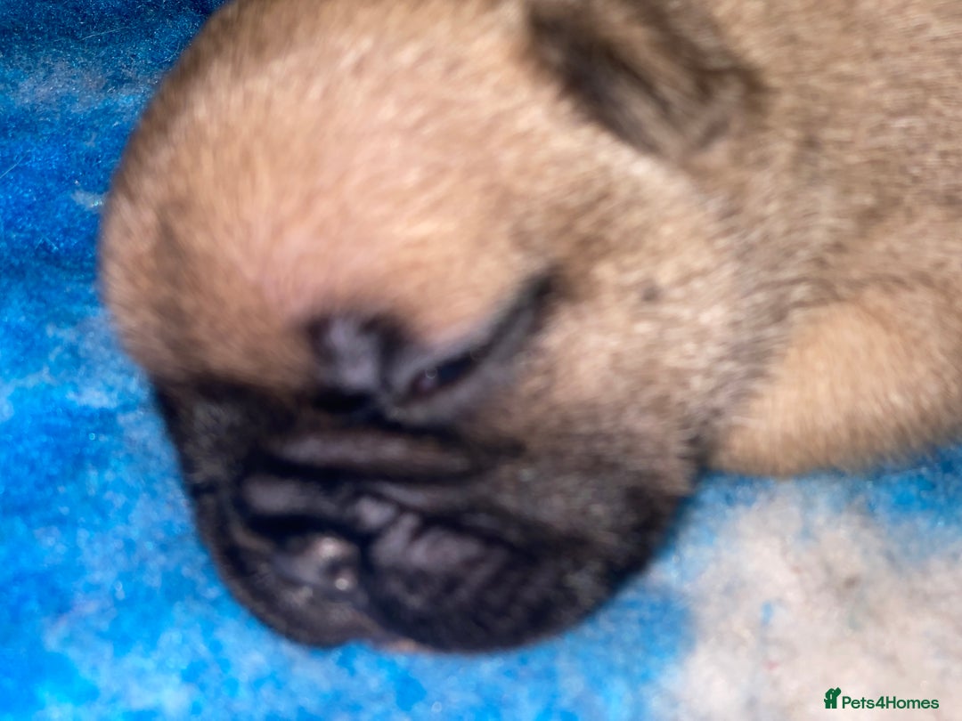 French Bulldog dogs for sale: KC reg pure French Bulldog puppies - Image 3