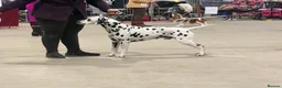 Dalmatian dogs for stud: Health tested, tv and advert star Dalmatian   in Aberdare - Advert 3