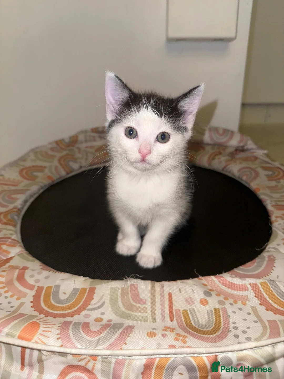 Mixed Breed cats for sale: Kittens for sale - Advert 5