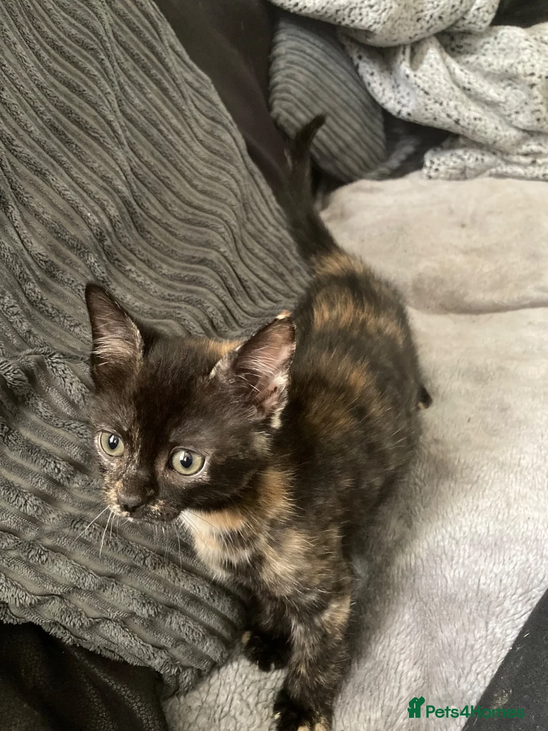 Mixed Breed cats for sale: Gorgeous tortoiseshell kitten  - Advert 2