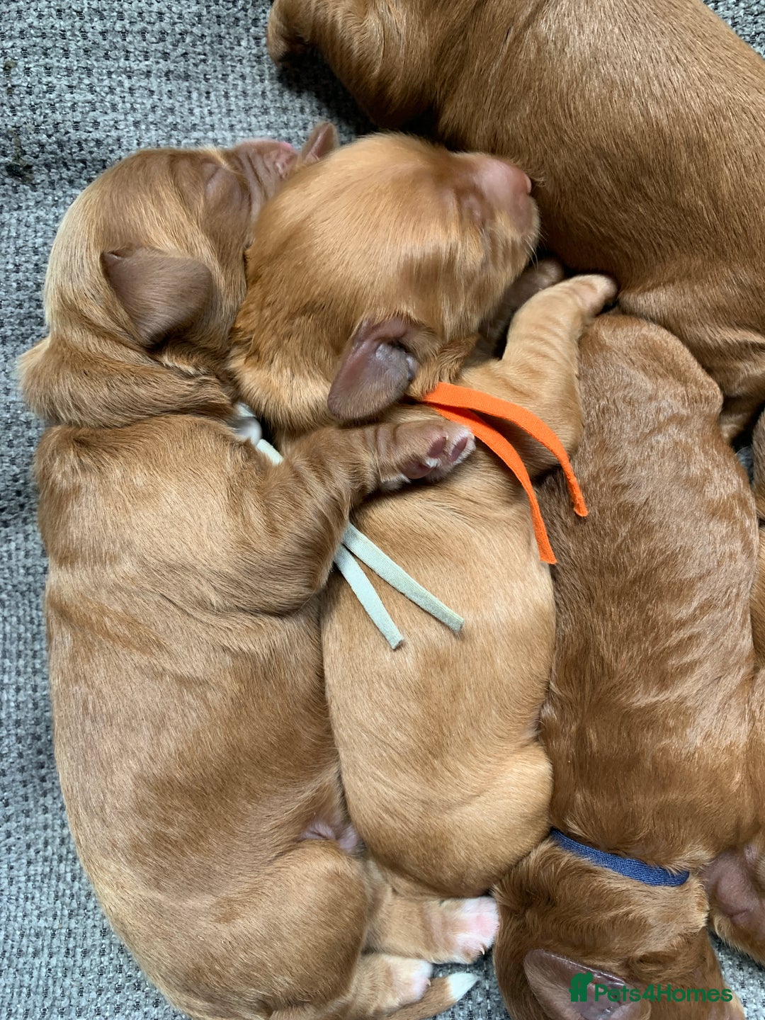Cockapoo dogs for sale: 3 Stunning Dark Red Cockapoo Puppies - Image 23