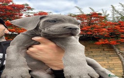 Cane Corso dogs for sale: Cane corso puppies 9 weeks old - Image 4