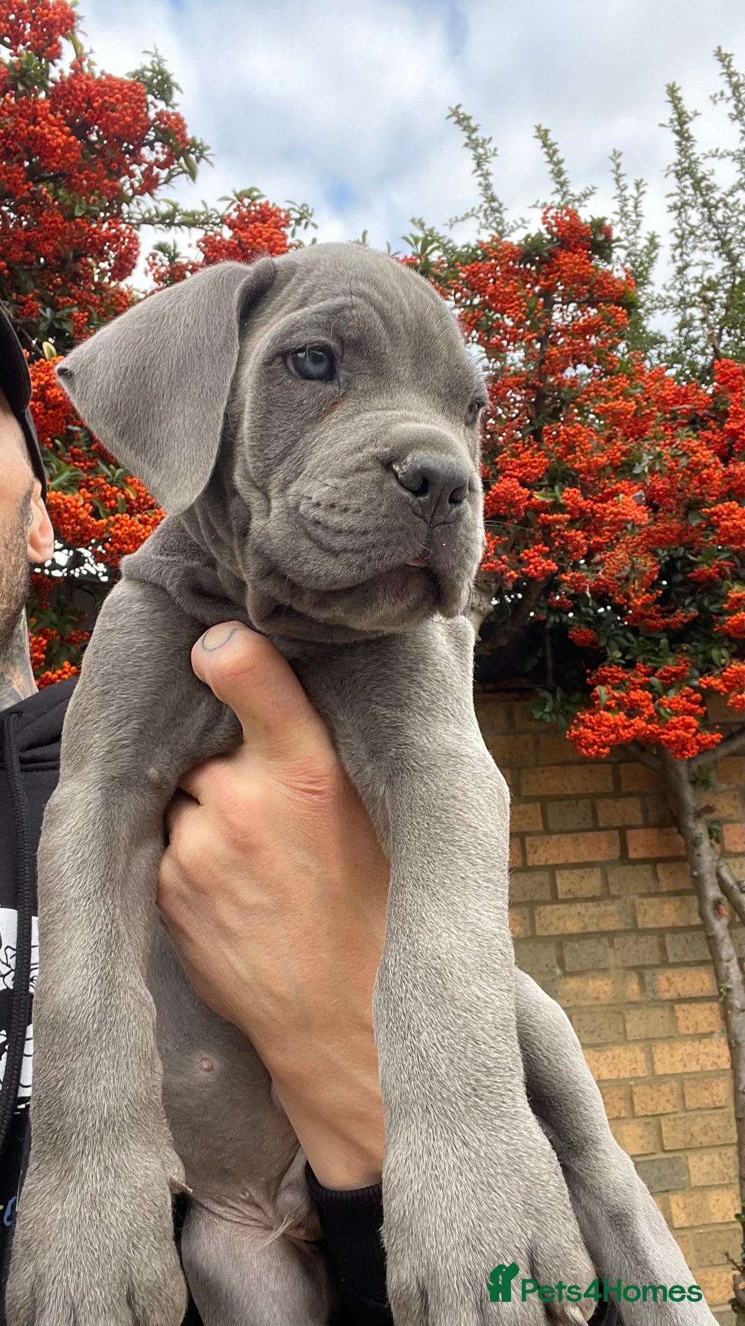 Cane Corso dogs for sale: Cane corso puppies 9 weeks old - Image 4