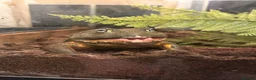 Mixed Breed reptiles for sale: UPDATED Multiple reptiles needing new homes - Advert 2