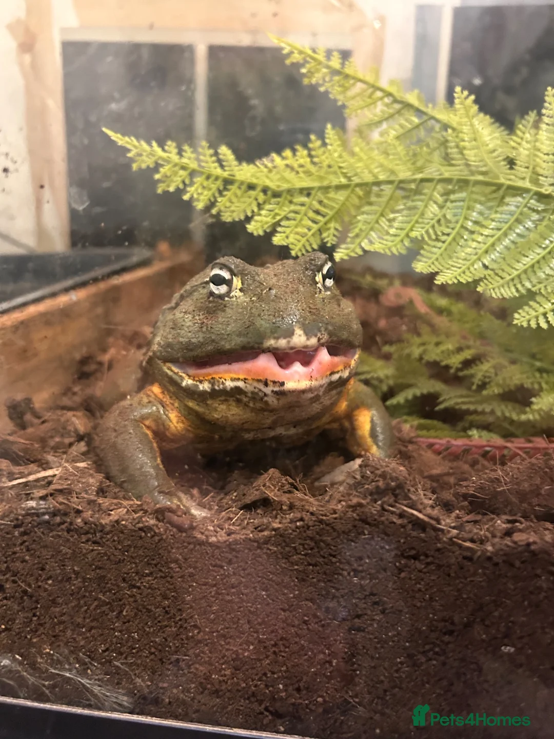 Mixed Breed reptiles for sale: UPDATED Multiple reptiles needing new homes - Advert 2