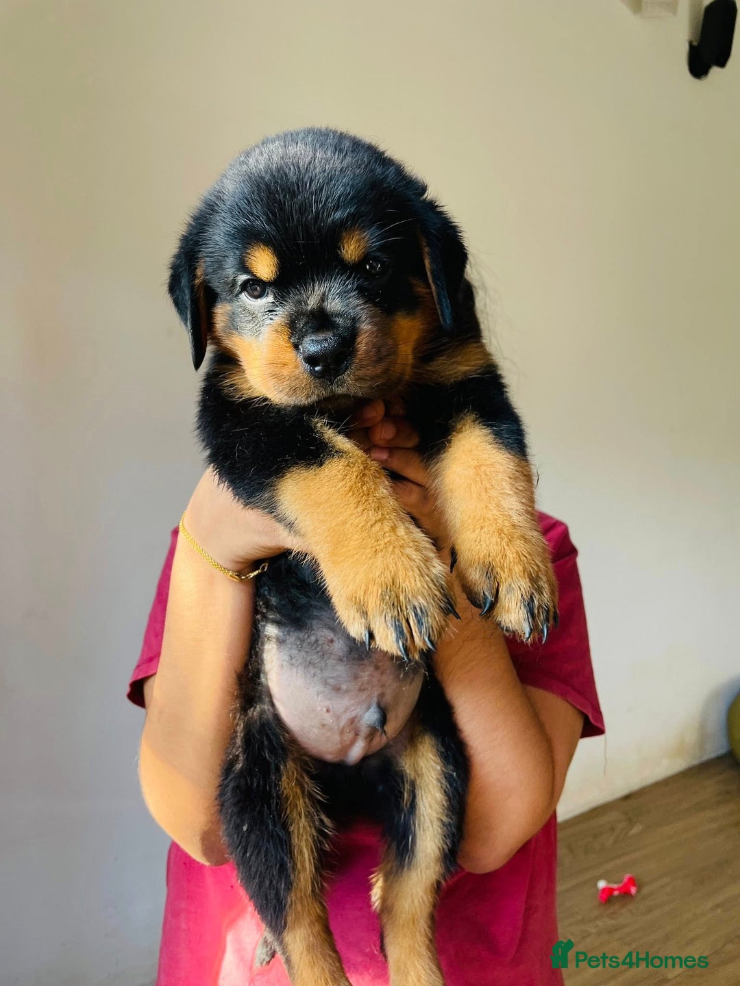 Rottweiler dogs for sale: Purebred Rottweiler Puppies for Sale - Image 6