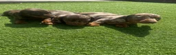 Dachshund dogs for sale: Beautiful miniature Dachshund puppies - Advert 5