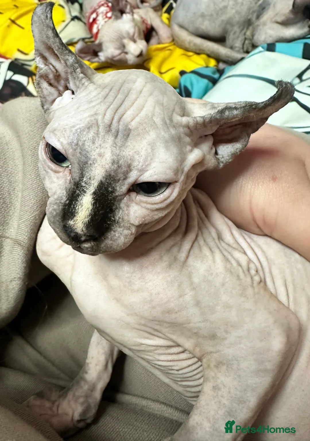 Sphynx cats for sale: LOVING SPHYNX KITTENS READY TO GO🤍 - Advert 31