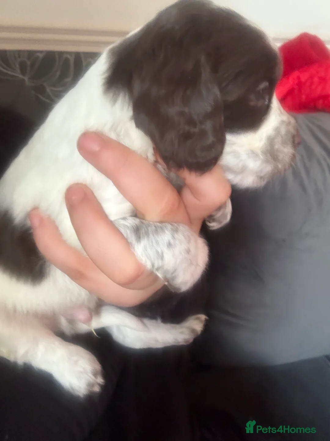 Sprocker dogs for sale: Spaniel puppies for sale - Advert 9