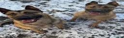 Mixed Breed dogs for sale: German Shepherd x Belgian Malinois Brothers in Birmingham - Advert 1