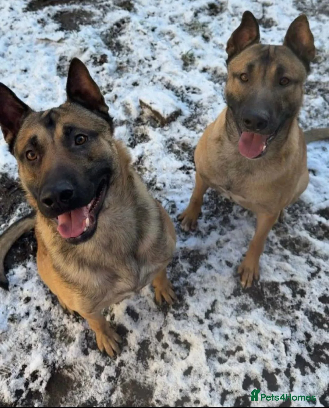 Mixed Breed dogs for sale: German Shepherd x Belgian Malinois Brothers in Birmingham - Advert 1