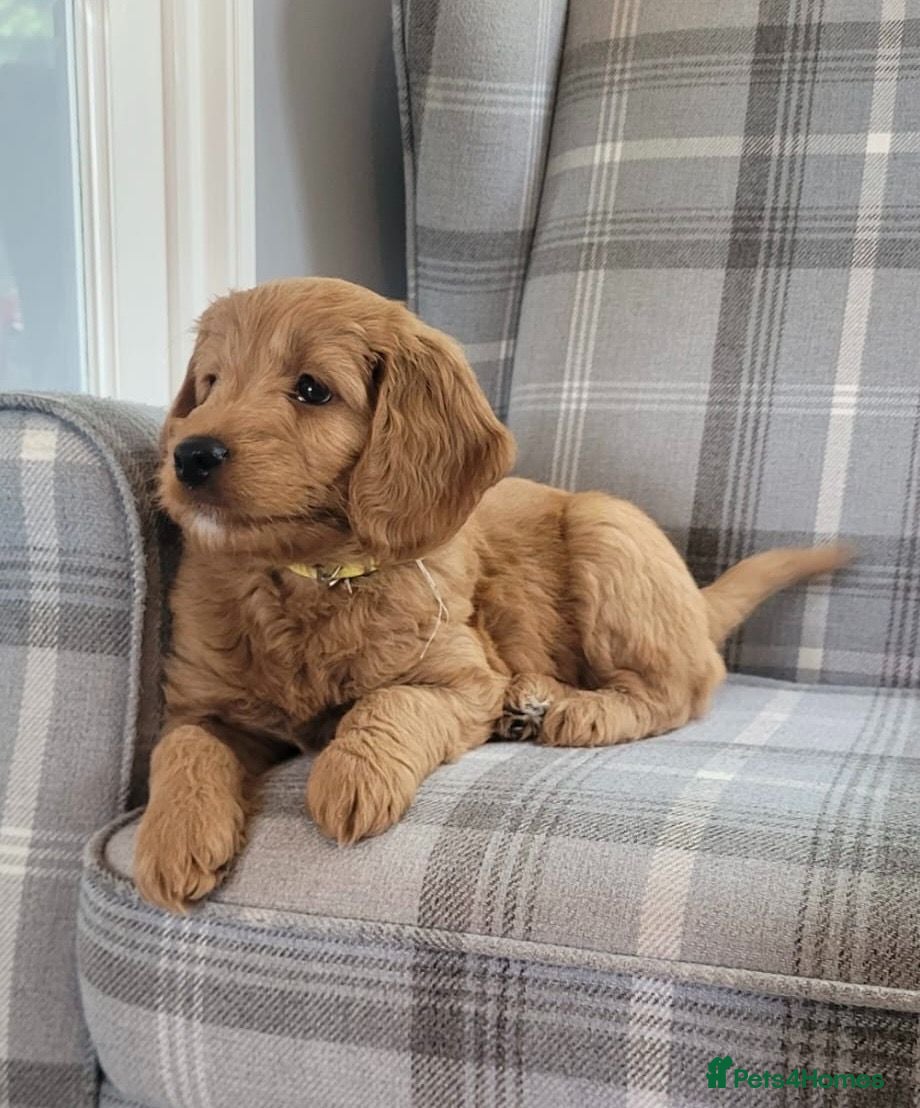 Mini Goldendoodle dogs F1 mini pups, Licensed Breeder & POLICE K9 Trainer - Advert 2