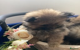 Pomeranian dogs for sale: READY NOW! kc reg STUNNING Pomeranian puppies  - Image 36