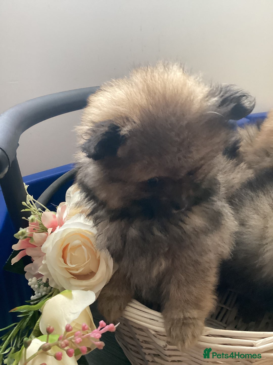 Pomeranian dogs for sale: READY NOW! kc reg STUNNING Pomeranian puppies  - Image 36