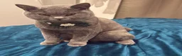 British Shorthair cats for sale: A pedigree British shorthair  in London - Advert 1