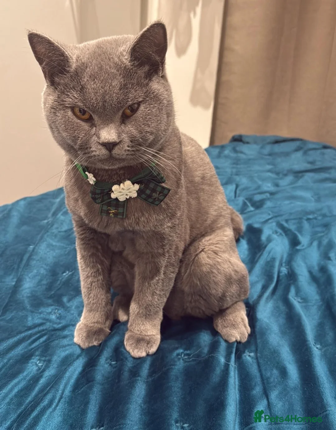 British Shorthair cats for sale: A pedigree British shorthair  in London - Advert 1