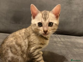 Bengal cats Last Female Bengal Kitten Available - Advert 4