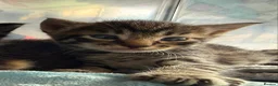 Mixed Breed cats for sale: 3 beautiful kitten  - Advert 2