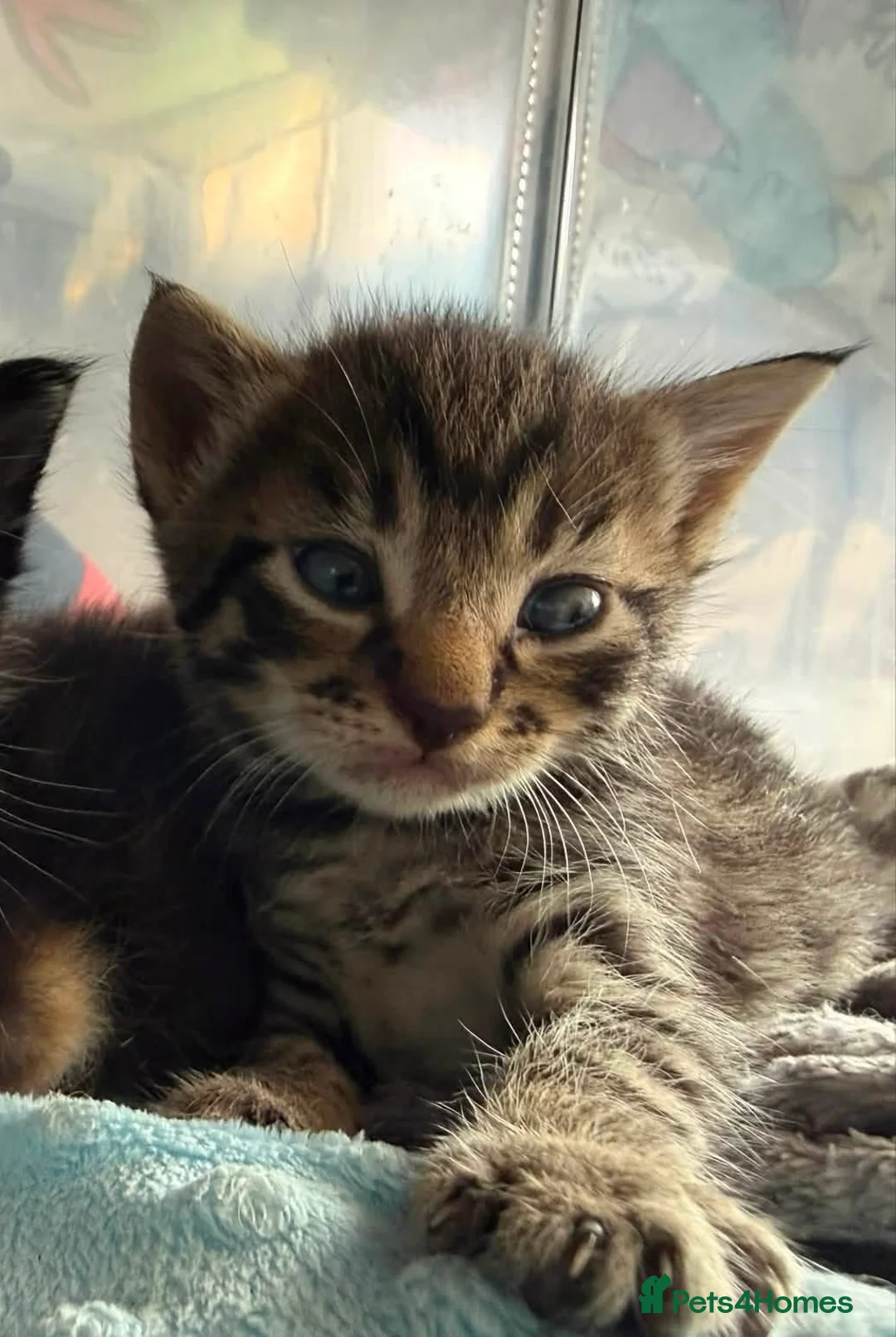 Mixed Breed cats for sale: 3 beautiful kitten  - Advert 2