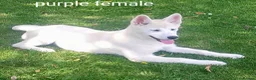 Akita dogs for sale: Akita/husky  - Advert 4