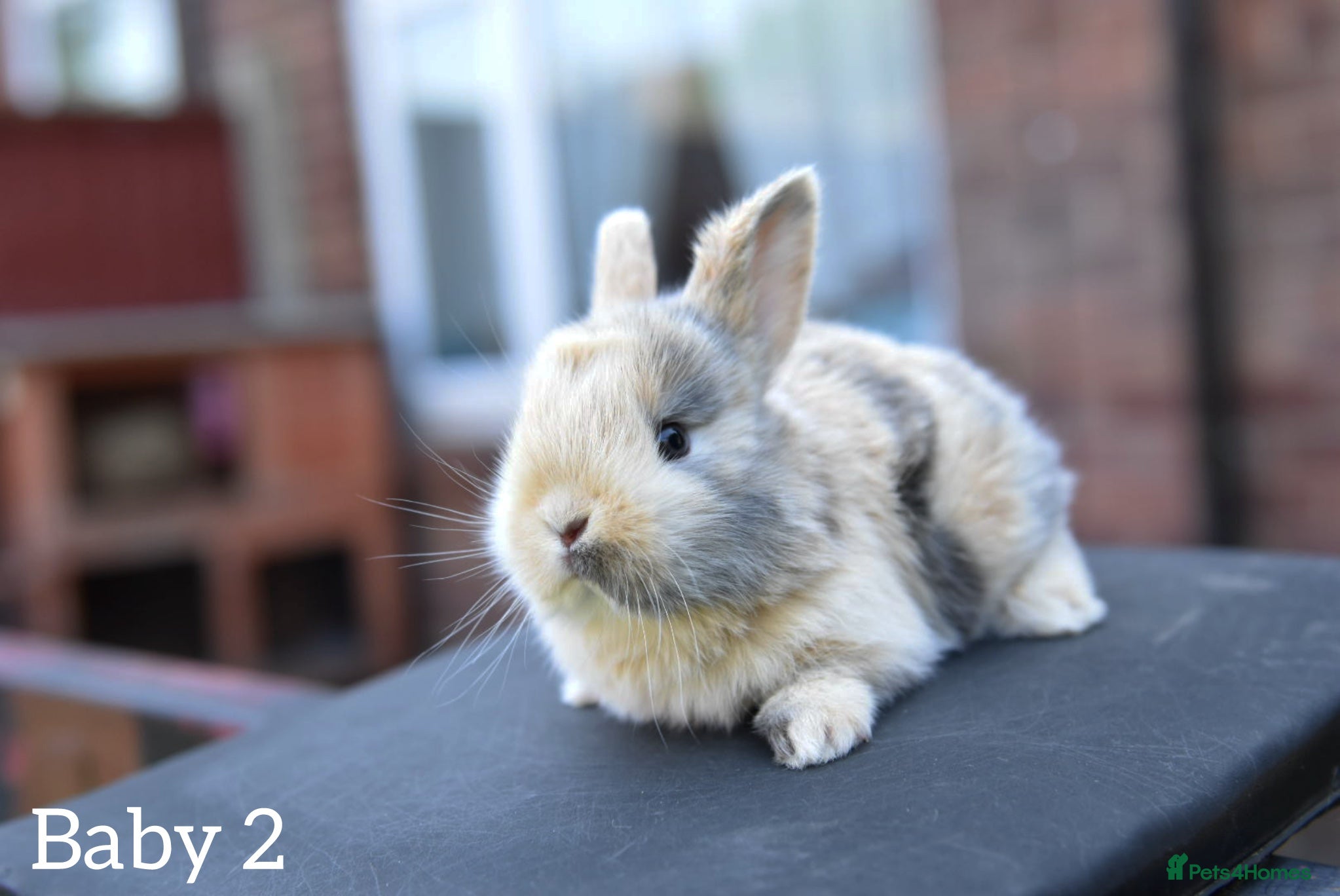 Lionhead rabbits for sale: Baby Lionhead x Lops Looking For New Home - Advert 6