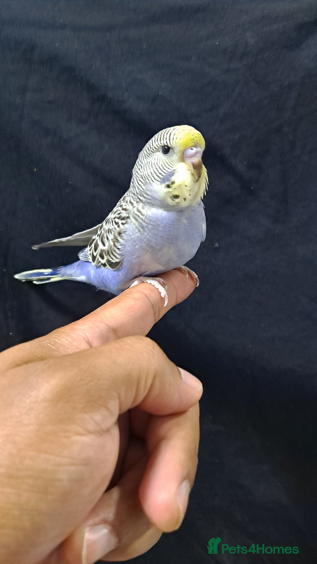 Budgerigars birds for sale: Silly hand tamed baby budgies for sale  - Image 22