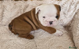 English Bulldog dogs for sale: 2 kc registered males  - Image 6