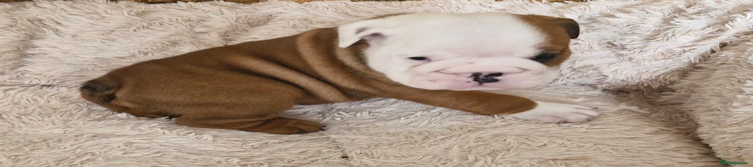 English Bulldog Puppy 2