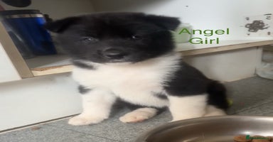 Akita dogs - Advert 9