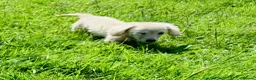Miniature Dachshund dogs for sale: Cream/blonde long hair kc reg miniature dachshund  - Advert 15