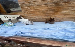 Netherland Dwarf rabbits for sale: Netherland dwarfs  - Image 6