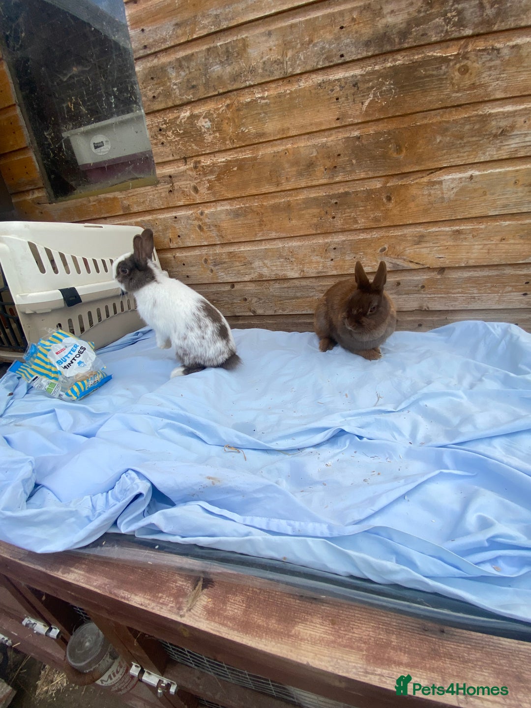 Netherland Dwarf rabbits for sale: Netherland dwarfs  - Image 6