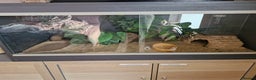 Leopard Gecko reptiles for sale: Leopard ghekos  - Advert 4