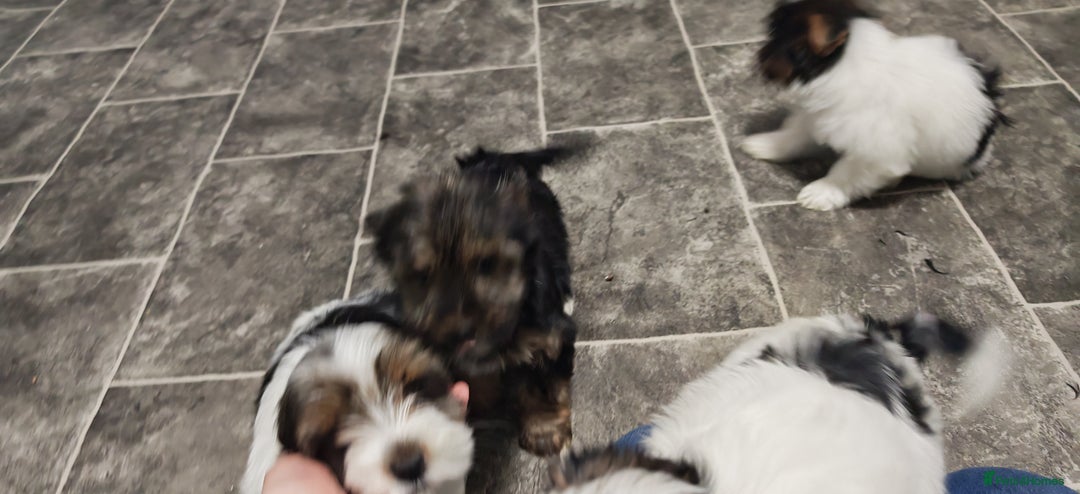 Biewer Terrier dogs for sale: Last Biewer terrier pup.Colourful Yorkshire Yorkie - Advert 9