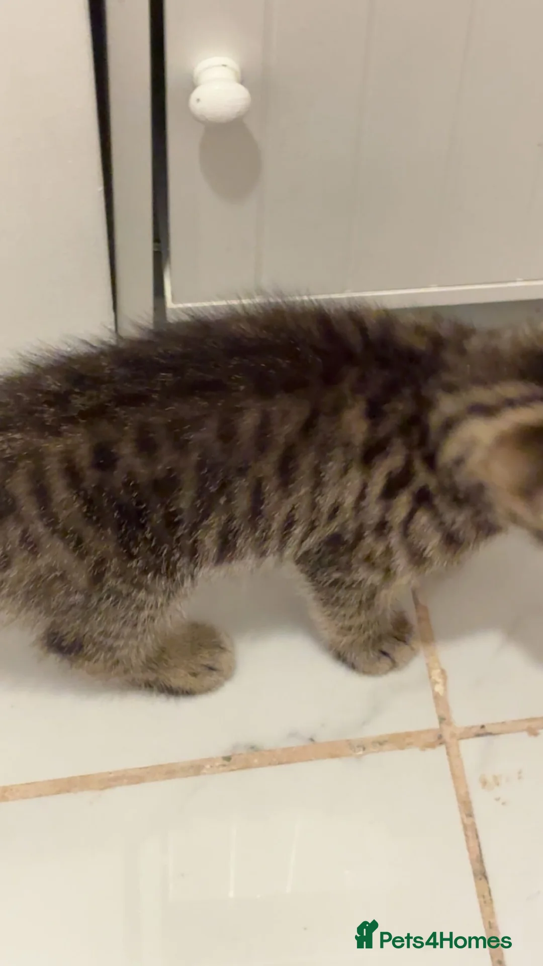 Mixed Breed cats for sale: British short hair mixed breed kittens.🩷 - Advert 9