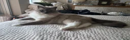 Ragdoll cats for sale: 3/4 Ragdoll Kittens - all long haired beauties  - Advert 31