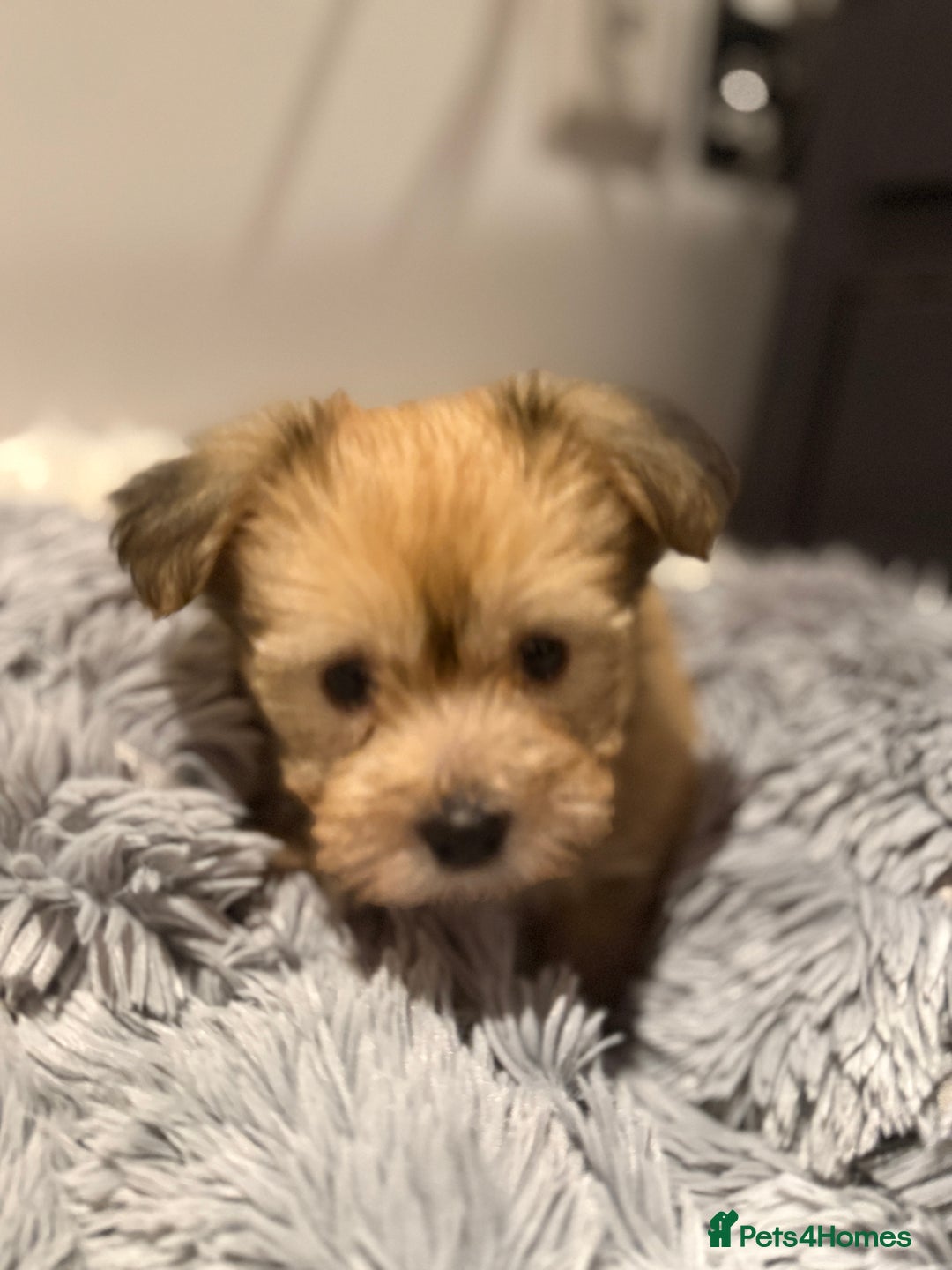 Mixed Breed dogs for sale: Unique mix - Maltese x JackChi Puppies - Advert 18
