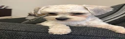 Shih Tzu dogs for sale: Little Shih Tzu boy in Ashby-de-la-Zouch - Advert 1